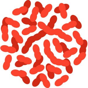 Lactobacillus Gasseri